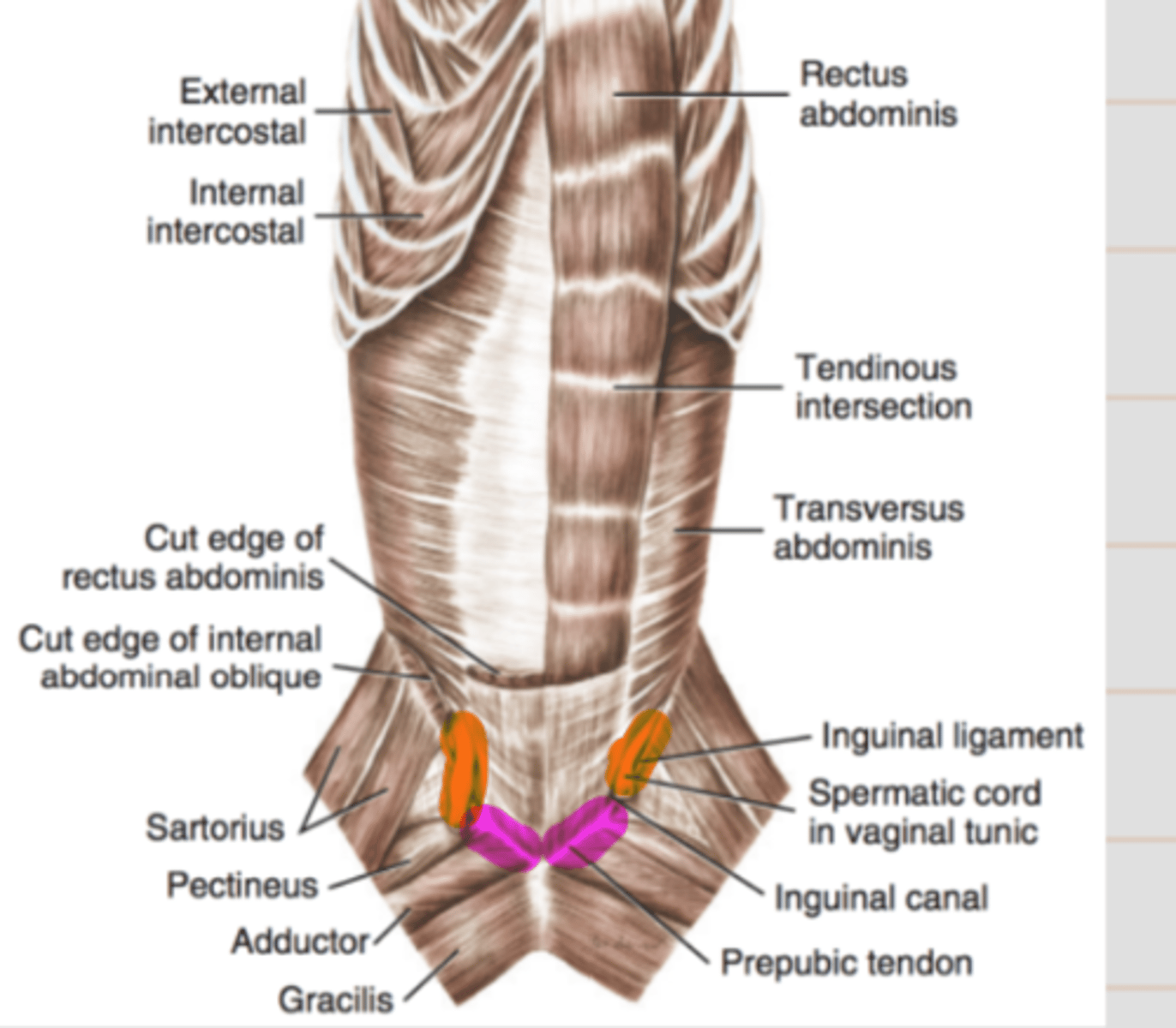 <p><span class="bgP">Tendon joining straight abd ms to pecten of pubis</span></p>