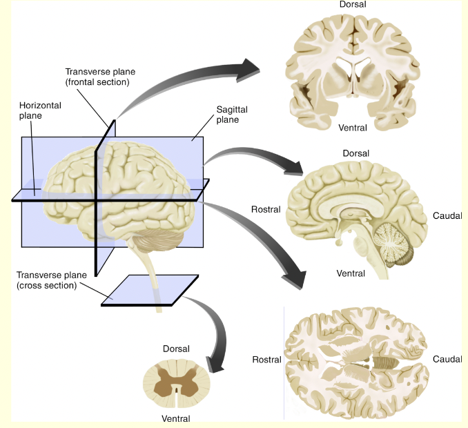 * coronal (transverse)
  * divides nervous system front to back
* Sagittal
  * Parallel to midline
* Midsagittal section
  * dvides the brain into two realtively equal halves 
* horizontal
  * (axial, )
  * divides brain from top to bottom 