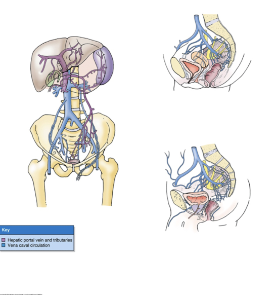 <p><strong>Pelvic veins</strong> form _____ that drain into:<br>-<strong>Internal iliac vein</strong><br>-<strong>Superior rectal vein</strong><br>-<strong>Lateral sacral vein: </strong>forms<strong> </strong>anastamosis with <strong>internal vertebral venous plexus*</strong></p><p><span style="color: red"><strong> </strong></span><span style="color: red">*metastasis of prostate/ovarian cancer to vertebral or cranial sites</span></p>