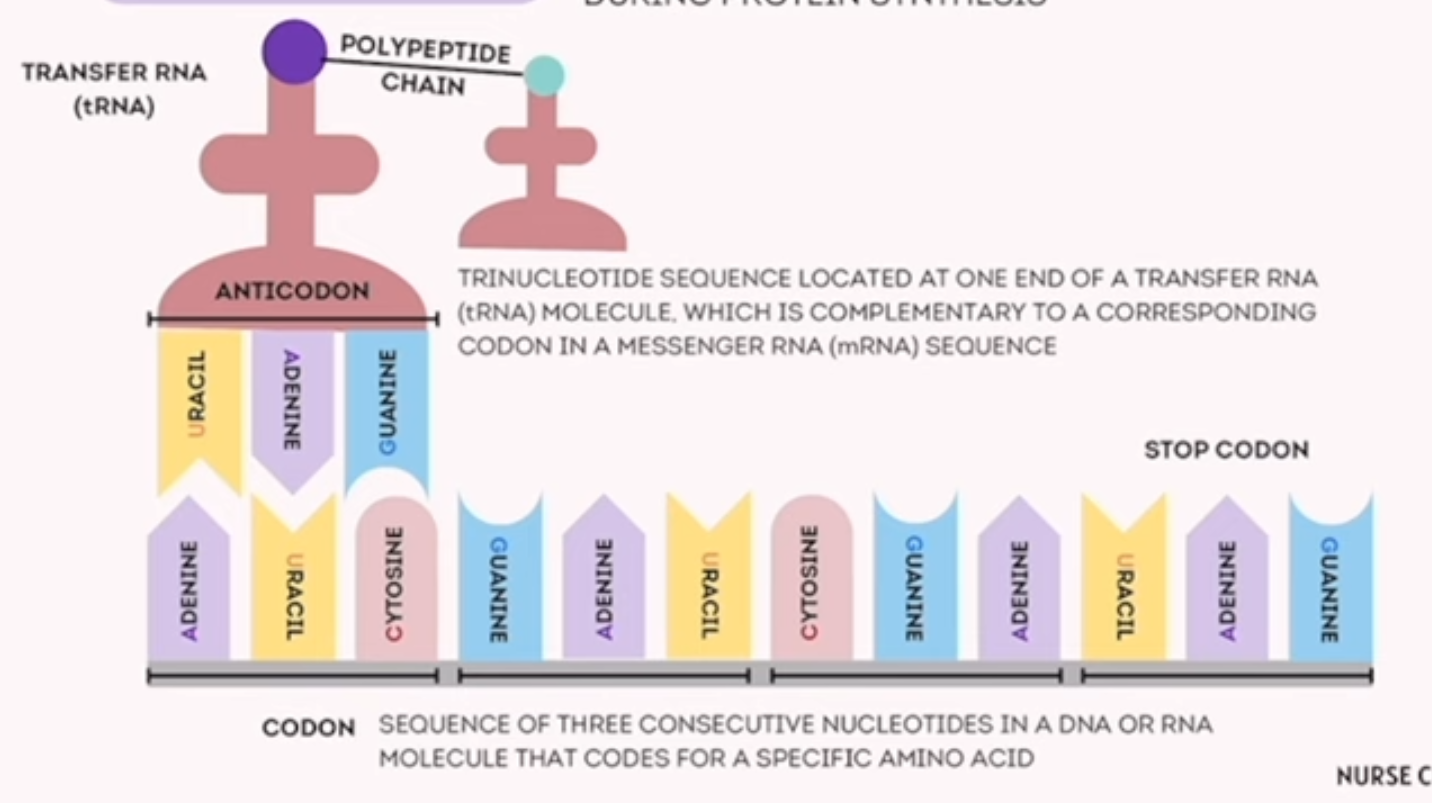 <p>process of translating the sequence of a mRNA to amino acids during protein synthesis</p>