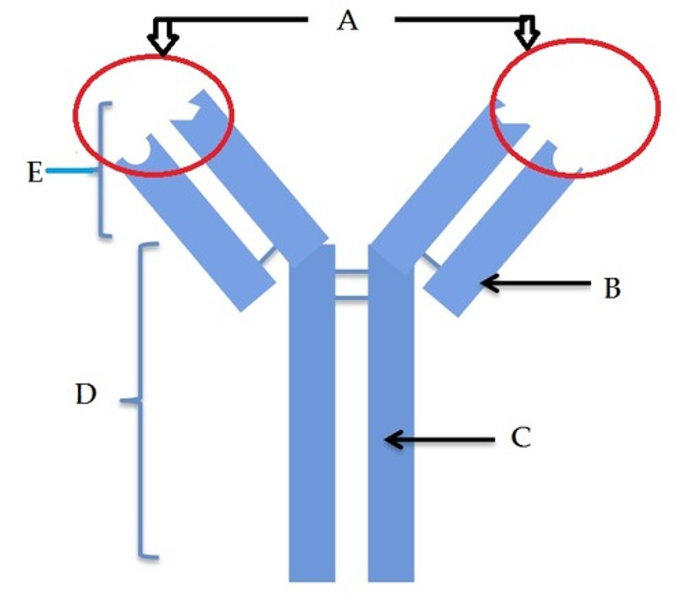 <ul><li><p>Antibodies bind to antigens in a lock and key mechanism</p></li><li><p>It is a different shape on each antibody and gives the antibody its specificity</p></li></ul><p></p>