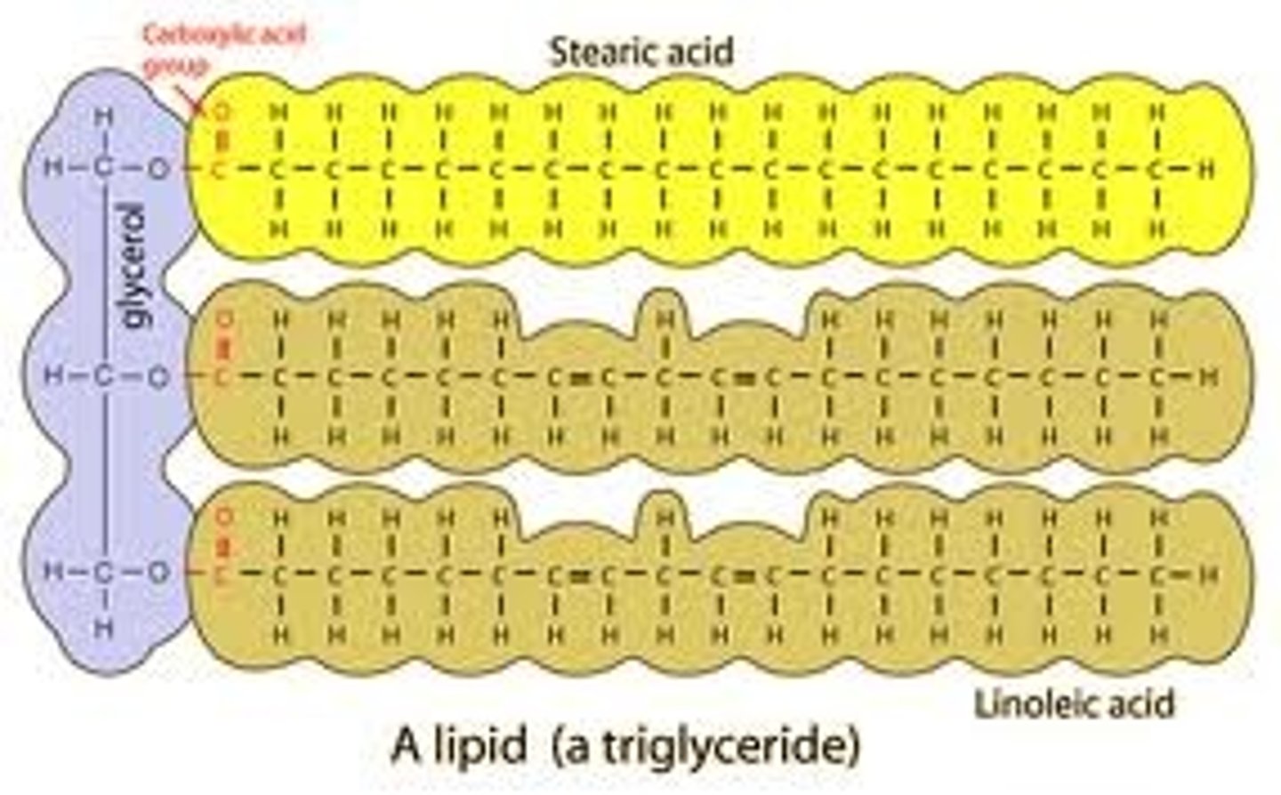 <p>long-term energy storage; part of biological membranes; waterproof coverings/barriers</p>