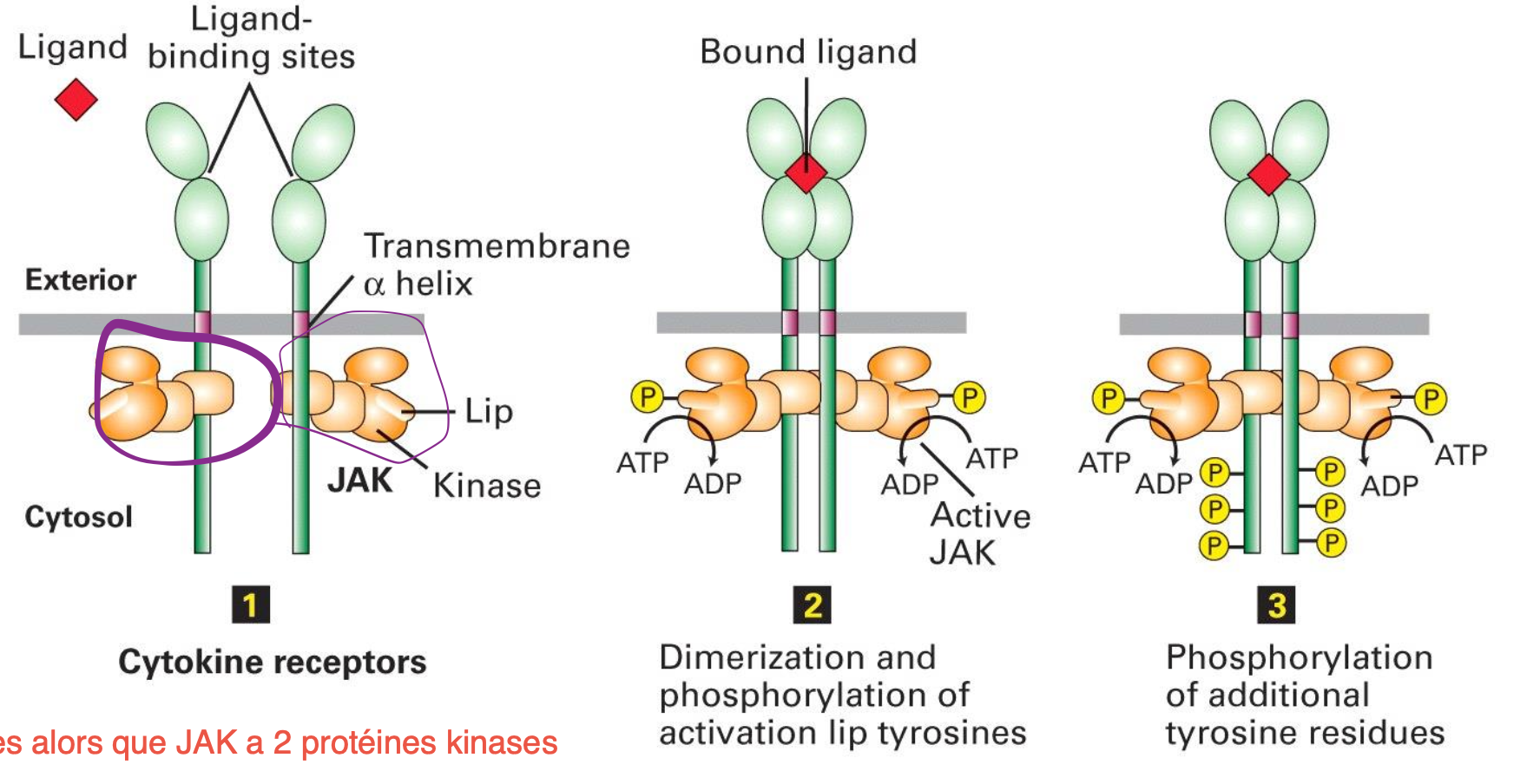 <ul><li><p>Protéine transmembranaire sans activité enzymatique</p></li><li><p>Associé à des tyrosines cytosoliques JAK avec 2 domaines kinases</p></li><li><p>La liaison avec le ligand entraine une dimérisation, permettant aux JAK de se phosphoryler l’un et l’autre permettant d’initier la signalisation.</p></li></ul><p></p>