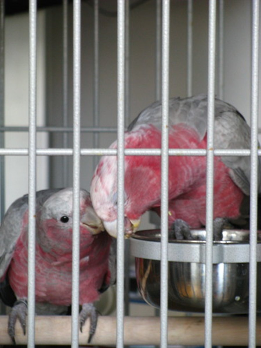 <p>(adj.) 被囚禁的</p>