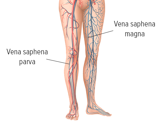<p>Small saphenous vein 💙 superficial posterior calf → drains to V. poplitea. 🔎 Blue surface line behind calf. 💡 "Small = short posterior."</p>