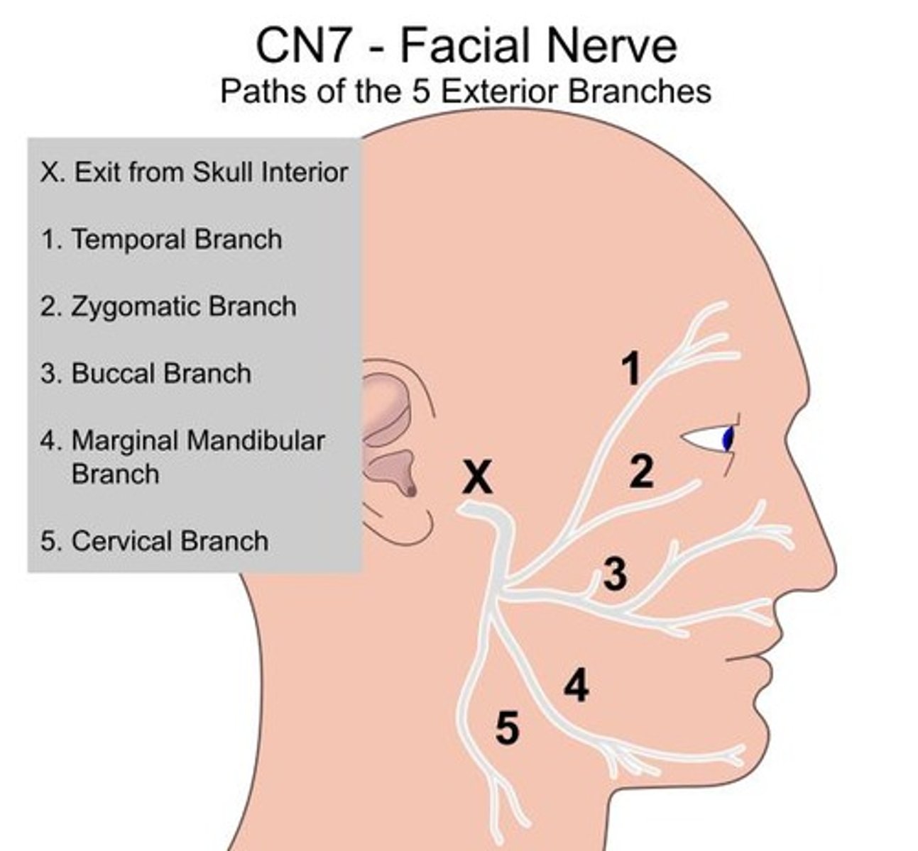 <p>Trigeminal nerve; tests facial sensation and motor function.</p>