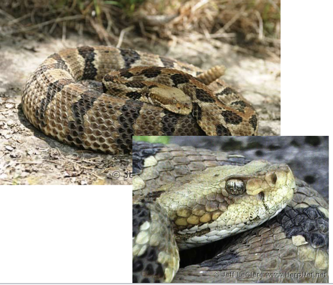 <p>timber rattlesnakes -highly venomous </p><ul><li><p>ground color <strong>variable</strong>, may be brown, yellow gray, with/out a rusty color dorsal stripe</p></li><li><p><strong>tail solid black with tan rattle</strong></p></li><li><p>thin black bands or chevrons on dorsal</p></li><li><p><strong>brown, broad postocular stripe</strong></p></li><li><p>scales <u>keeled,</u> anal plate <u>undivided</u></p></li><li><p>calm</p></li><li><p><strong>ovoviviparous </strong></p></li></ul><p>favor S/SW bluffs and rocky outcroppings with forest, overwinter with other snakes in <strong>hibernaculums </strong></p>