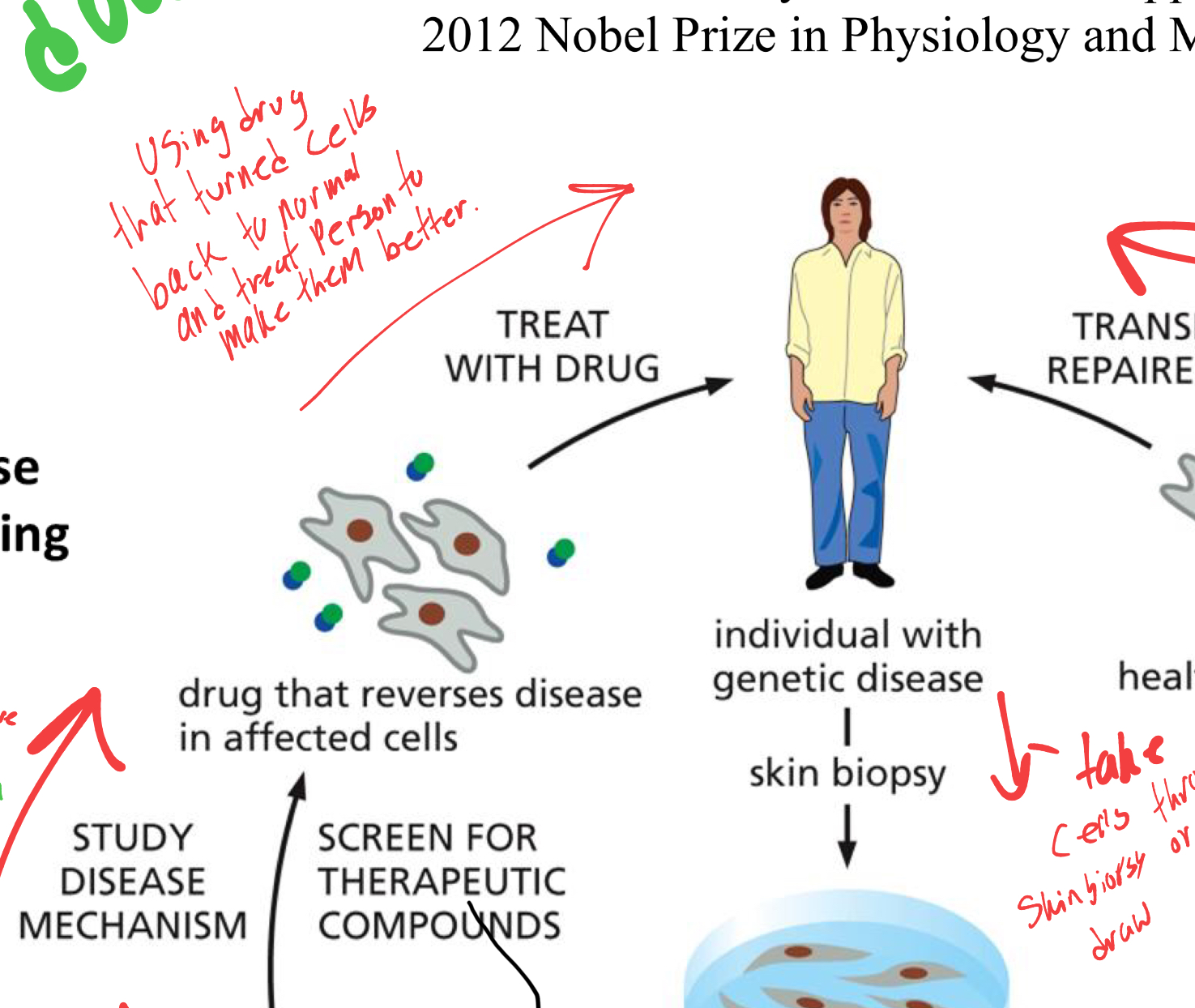 <p>we would use the drug that made a positive affect in the cells and treat the patient with the drug. </p>