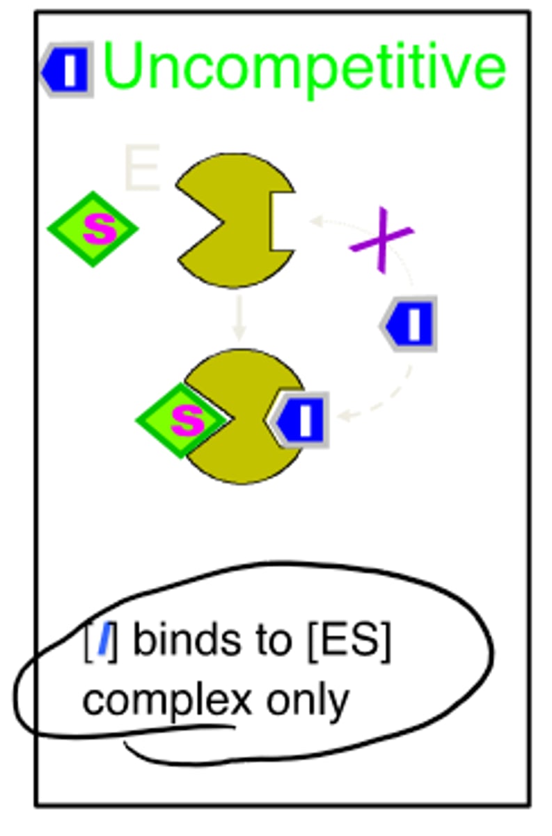 <p>-binds to enzyme-substrate complex only</p><p>-both Vmax and Km decreased</p>