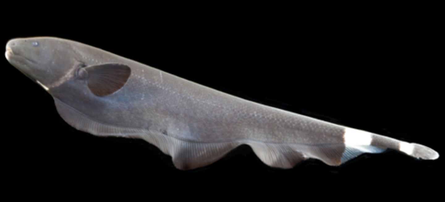 <p>American knifefishes and electric eels</p><p>-All electric producing</p><p>-no dorsal or pelvic fins</p><p>-long anal fin, undulatory</p>