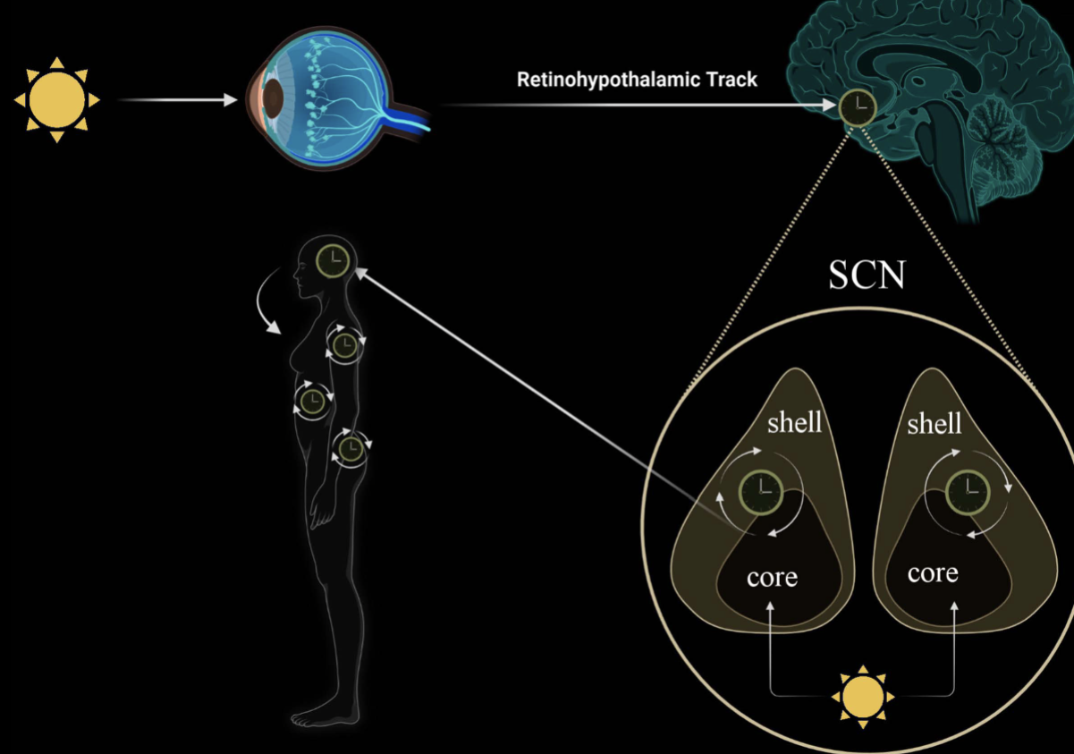 <p>The SCN has two parts: core and shell.</p><ul><li><p>Core neurons receive input from M1 retinal ganglion cells (RGNs) that contain melanopsin, activated by light.</p></li><li><p>Light → activates M1 RGNs → activates core neurons → activates shell neurons.</p></li><li><p>Shell neurons hold the internal circadian clock.</p></li><li><p>This process allows external light to entrain (sync) our circadian rhythms.</p></li></ul><p></p>