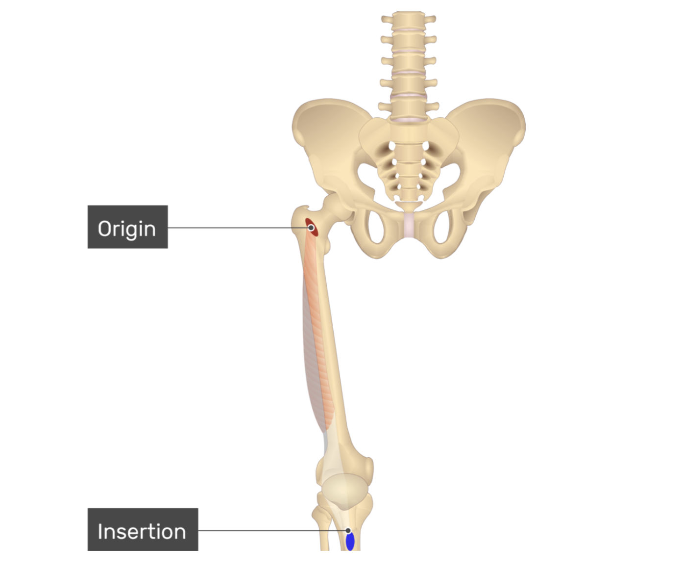 <p>vastus laterialis</p>