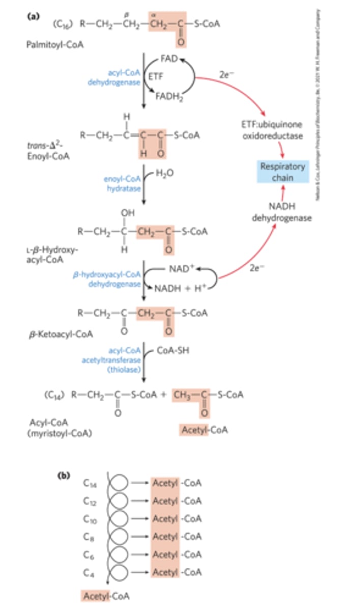 <p>1. dehydrogenation: acyl CoA changes bond next to carbonyl into C double bond (similar to succinate -> fumarate in TCA cycle). releases FADH2</p><p>2. hydration: C double bond becomes C-OH on carbon farther from carbonyl (similar to fumarate -> malate). addition of H2O</p><p>3. dehydrogenation: change C-OH to C=O. (similar to malate -> oxaloacetate). releases NADH</p><p>4. Thiolysis: use CoA-SH to break apart. between the carbonyl groups -> creates acetyl CoA + fatty acid with 2 less carbons. </p><p>n acetyl-CoA created after n-1 cycles. 2 carbons lost after each cycle</p>