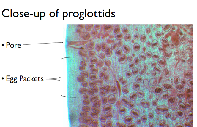 <p>key info for d caninum life cycle</p>