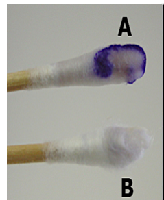 <p><span style="font-family: "Times New Roman";"><strong><span>Oxidase Test</span></strong></span></p>