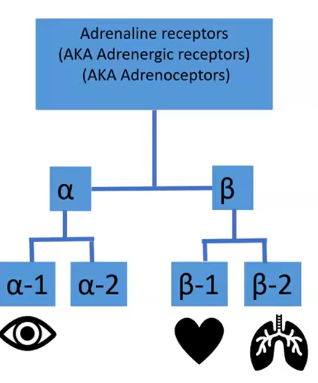 <p>sub types of receptors&nbsp;</p>