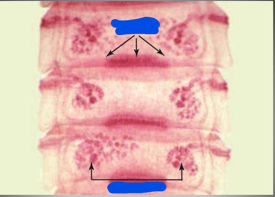 <p>species</p><p>parts</p>