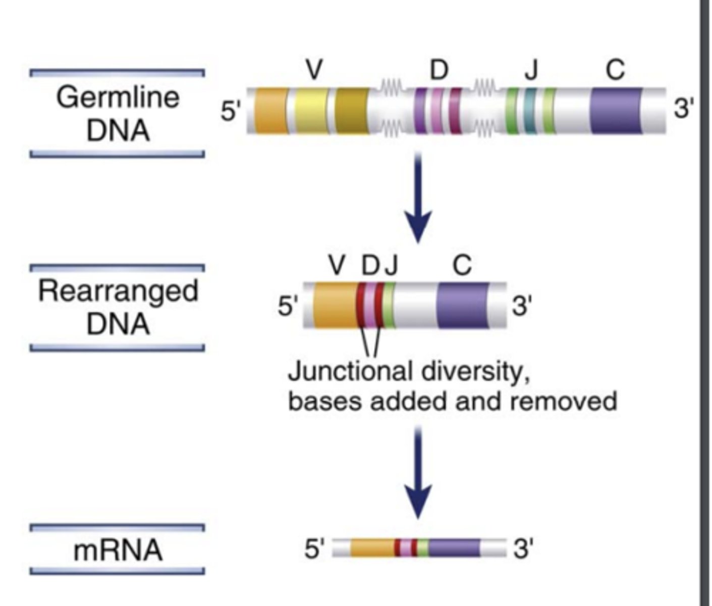 <p>by the <strong>recombination</strong> of different <strong><span style="text-decoration:underline">variable (V) region</span></strong><span style="text-decoration:underline"> gene segments</span> with <strong><span style="text-decoration:underline">diversity (D)</span></strong> and <strong><span style="text-decoration:underline">joining (J)</span></strong><span style="text-decoration:underline"> gene segments</span>. </p><p>- This specialized process of site-specific gene arrangement is <strong><span style="text-decoration:underline"><span class="bgB">V(D)J recombination</span></span></strong></p>