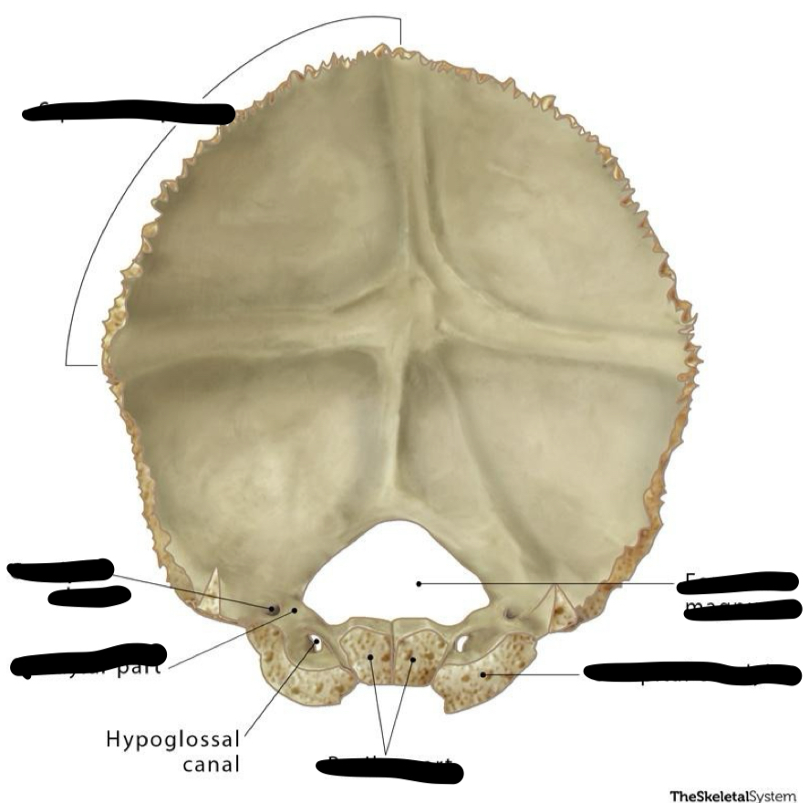 <p>occipital</p>