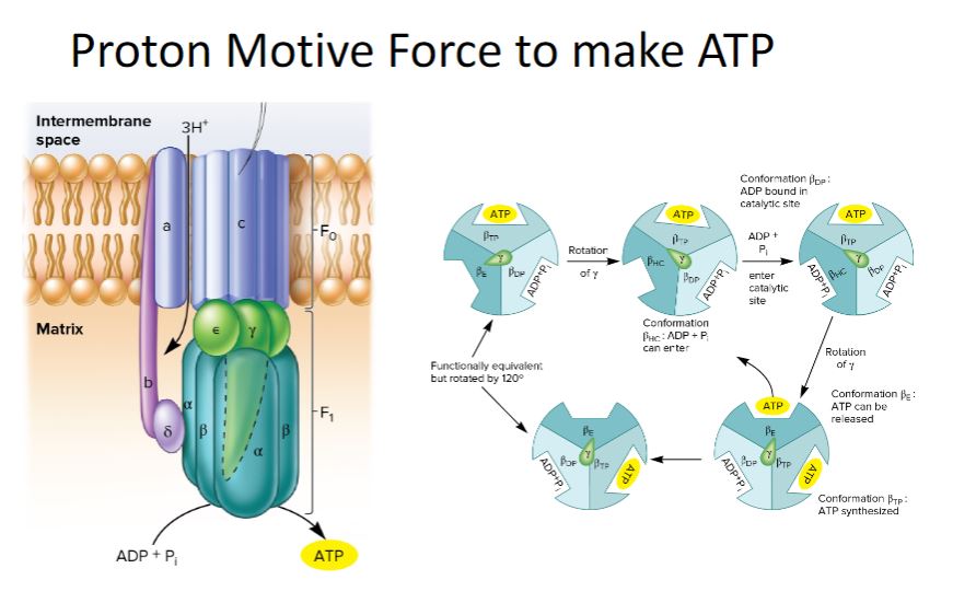 <p>Proton motive force to make ATP</p>