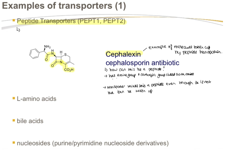 <ul><li><p>Peptide Transporters (PEPT1, PEPT2) [Cephalexin]</p></li><li><p>Monocarboxylic acid transporters [Pravastatin] </p></li><li><p>Organic anion (OATP1, OAT1, OAT3) [Fexofenadine] </p></li><li><p>Organic cation (OCT1) [L - Carnitine] </p></li></ul><p></p>