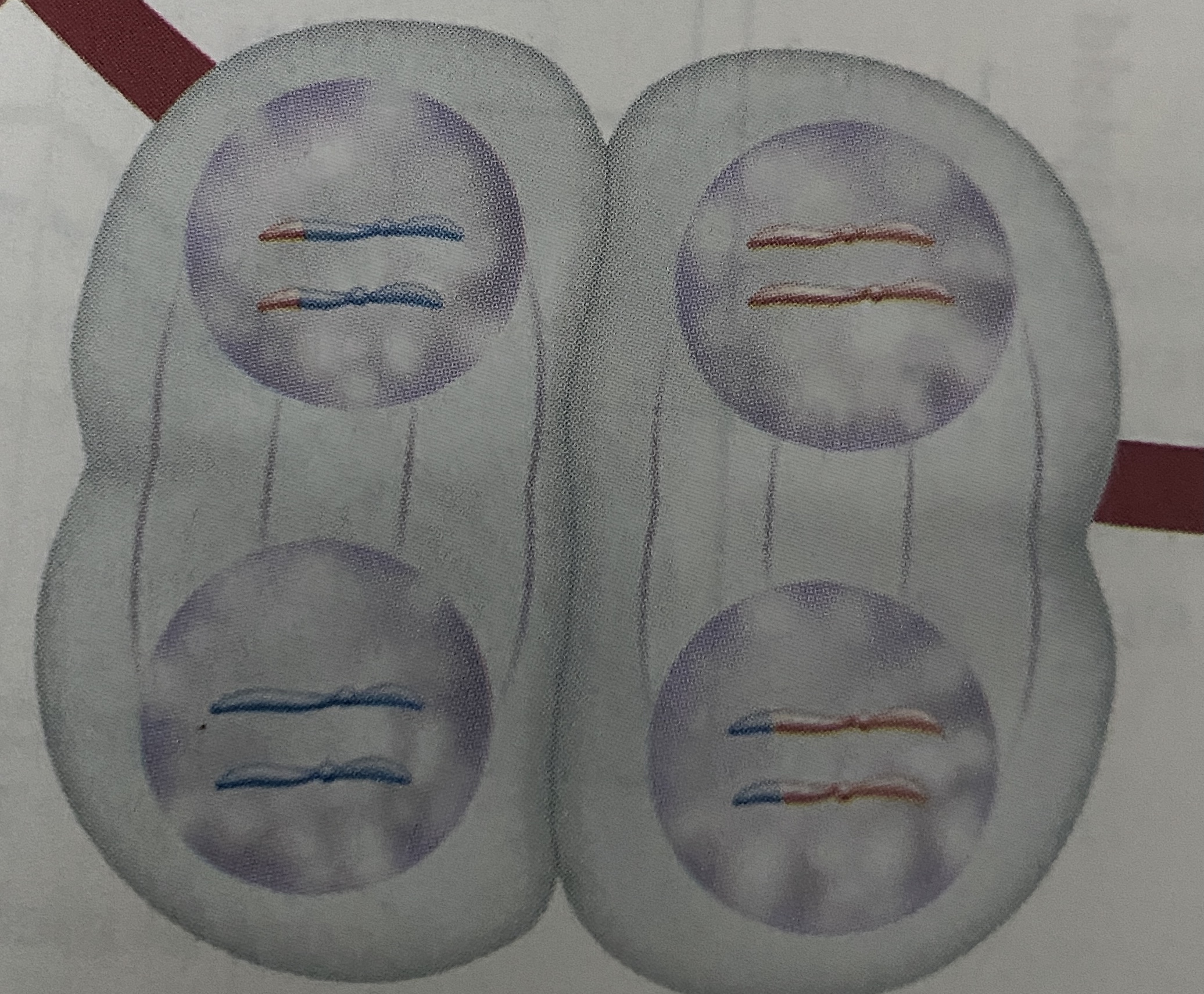 <p>What stage of Meiosis is this?</p>