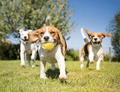 <p>Il y avait </p><p>Il y avait un grand chien dans le parc</p>