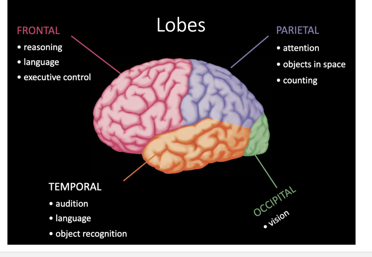 <p>Frontal lobe, parietal lobe, occipital lobe, and temporal lobe </p>
