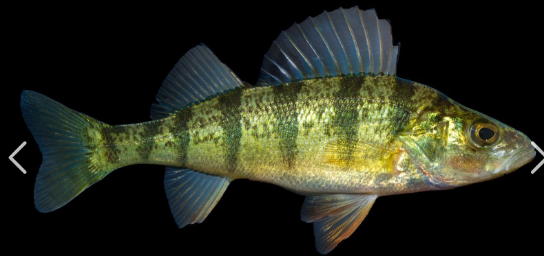 <p>What fish is this and how do you know</p>