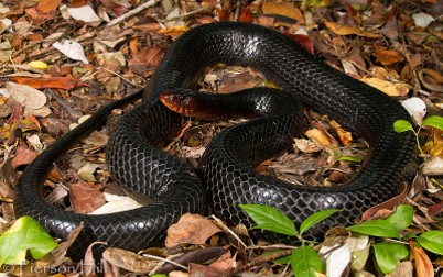 <p>long leaf savannah habitat type; largest native in US; black with reddish coloration around the mouth</p>