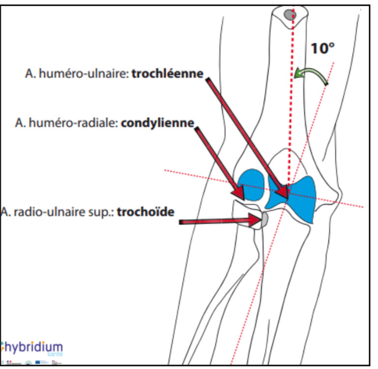 <p>huméro-ulnaire, huméro-radiale, radio-ulnaire supérieur</p>