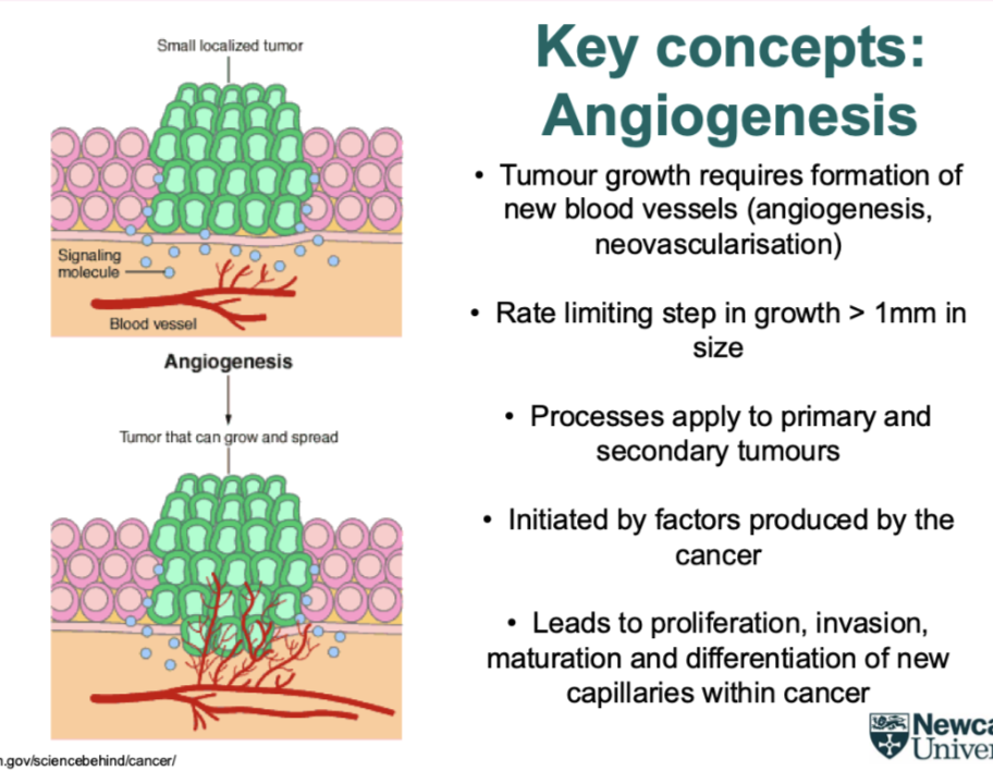 <p><span style="background-color: inherit; line-height: 22px; color: windowtext;"><span>Describes the way a cancer can recruit its own blood supply</span></span><span style="line-height: 22px; color: windowtext;"><span>&nbsp;</span></span></p><p class="Paragraph SCXO214413784 BCX0" style="text-align: left;"><span style="line-height: 22px; color: windowtext;"><span>&nbsp;</span></span></p><p class="Paragraph SCXO214413784 BCX0" style="text-align: left;"><span style="background-color: inherit; line-height: 22px; color: windowtext;"><span>Cancer cells reach a point they become self limiting&nbsp;</span></span><span style="line-height: 22px; color: windowtext;"><span>&nbsp;</span></span></p><ul><li><p class="Paragraph SCXO214413784 BCX0" style="text-align: left;"><span style="background-color: inherit; line-height: 22px; color: windowtext;"><span>So form own blood supply</span></span><span style="line-height: 22px; color: windowtext;"><span>&nbsp;</span></span></p></li><li><p class="Paragraph SCXO214413784 BCX0" style="text-align: left;"><span style="background-color: inherit; line-height: 22px; color: windowtext;"><span>Secreted signalling molecules to make blood vessel to move up to the cancer&nbsp;</span></span><span style="line-height: 22px; color: windowtext;"><span>&nbsp;</span></span></p></li><li><p class="Paragraph SCXO214413784 BCX0" style="text-align: left;"><span style="background-color: inherit; line-height: 22px; color: windowtext;"><span>Cancer cells closer to nutrients, easier to get rid of waste products- continue to grow&nbsp;</span></span><span style="line-height: 22px; color: windowtext;"><span>&nbsp;</span></span></p></li></ul><p></p>