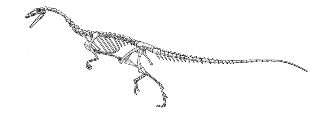 <p><span style="background-color: transparent;"><span>~216 Ma, Late Triassic; approximates the general body form of the ancestral dinosaur (small-bodied biped); carnivorous. </span></span></p>