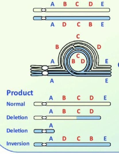 <p>The centromere is NOT included in the inversion.$</p>