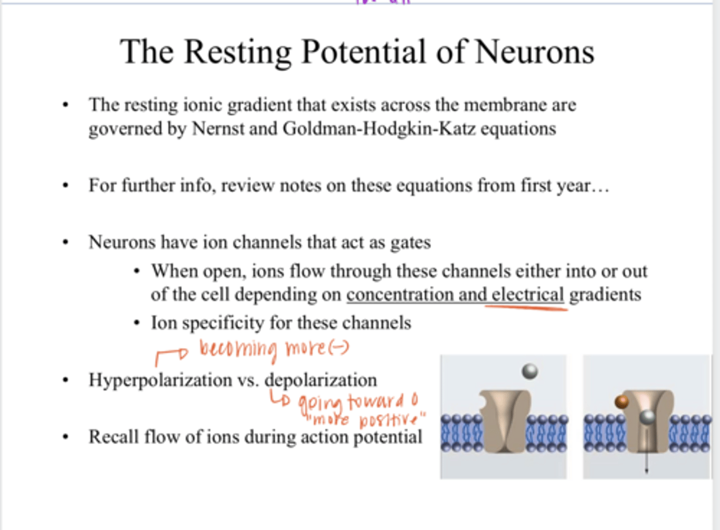 <p>the internal charge of a neuron becomes less negative (more positive) than its resting potential, going towards a 0 charge</p>
