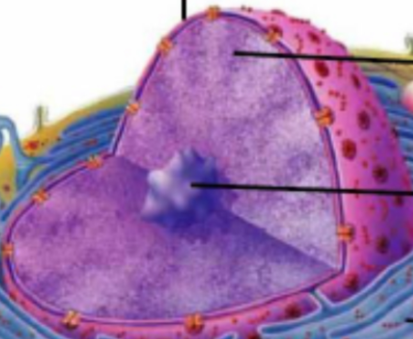 <p>Nuclear membrane (pores)</p>