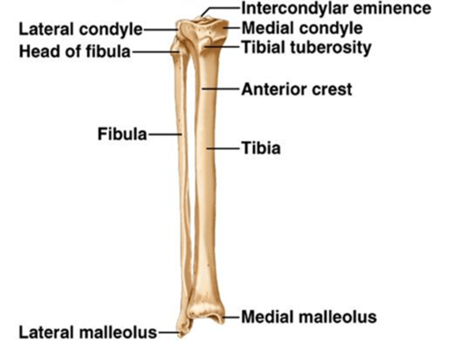 <p>Tibia = medial, weight-bearing; Fibula = lateral, slender</p>