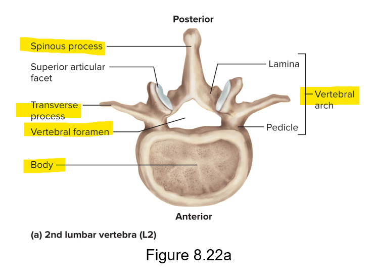 <p>Body - spongy bone with red marrow covered with compact bone; weight bearing portion</p><p>Vertebral foramina - collectively form the vertebral canal for the spinal cord; vertebral arch; spinous process</p><p>Transverse process </p>