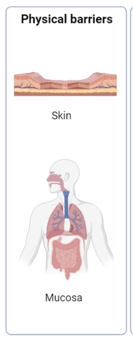 <ul><li><p><strong>skin </strong></p></li><li><p><strong>mucous membranes</strong></p></li></ul><p></p>