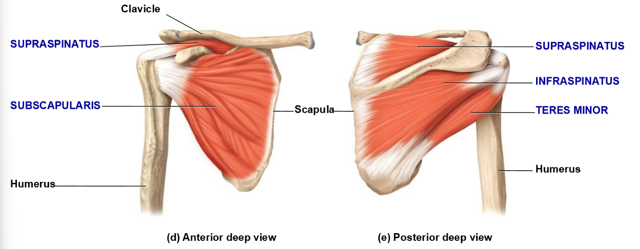 <p>Supraspinatus – Location, Insertion, Movement</p>