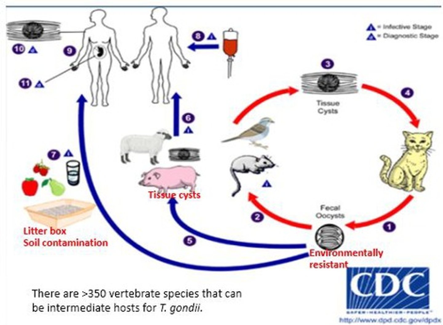 <p>Toxoplasma gondii</p>