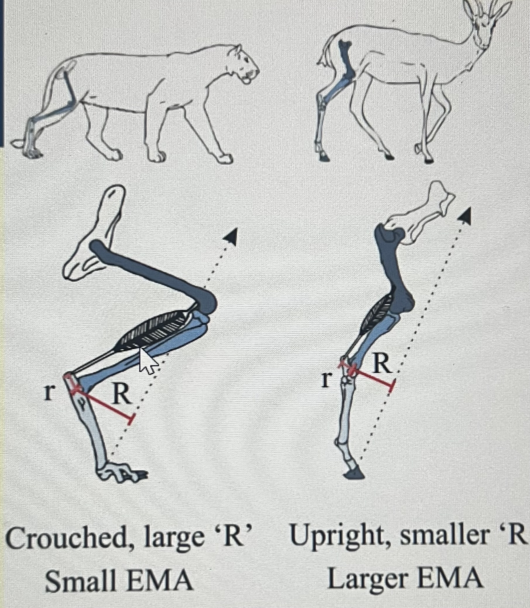 <p>Thicker bone (P=F/A) (areas = thickness)</p><p>Greater thickness = lower pressure</p><p>Animals move slower (lower forces)</p><p>Straighter limbs - higher EMA, lower muscle force w required, decreased musculoskeletal stress</p>