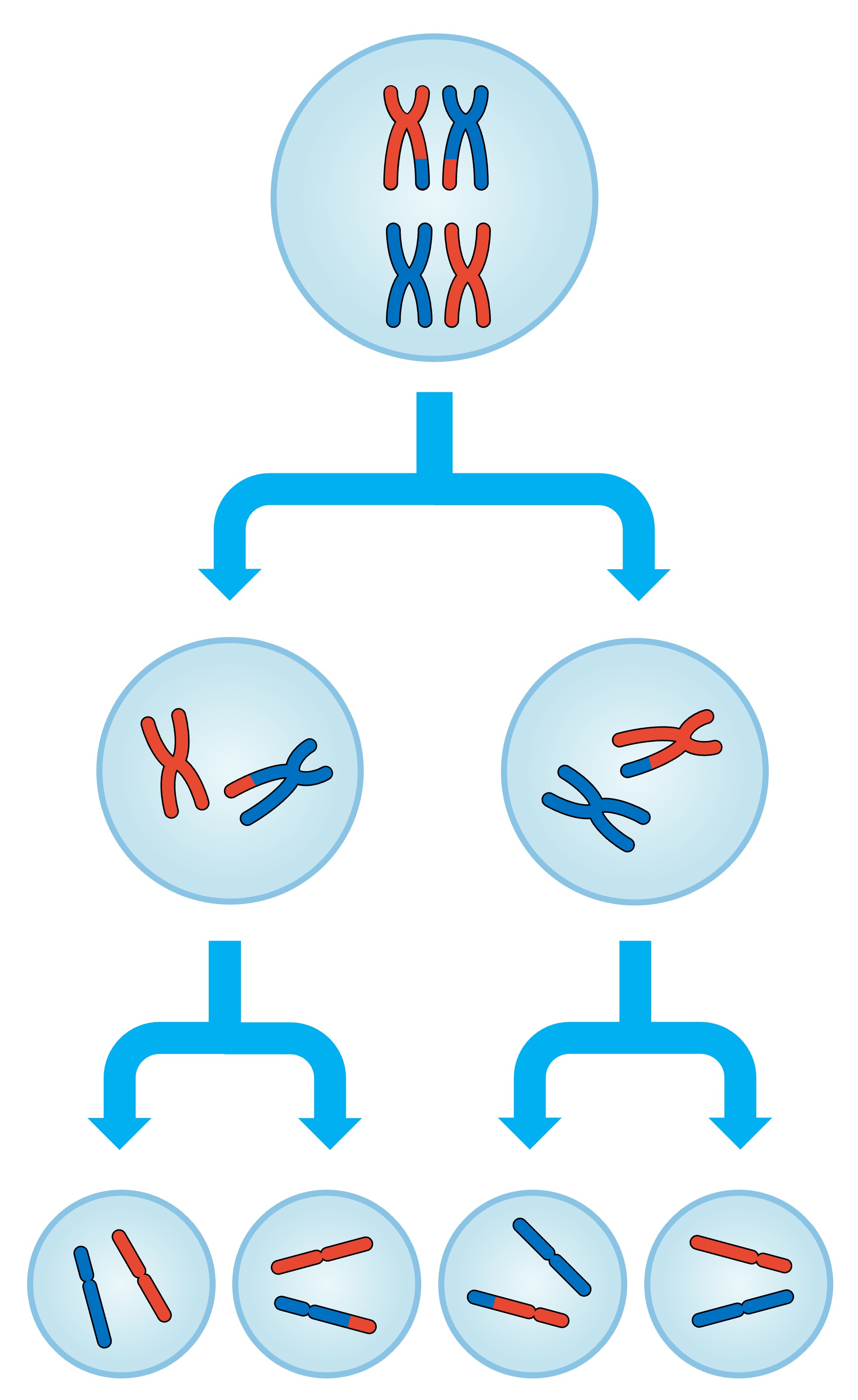 <p>Meiosis</p>