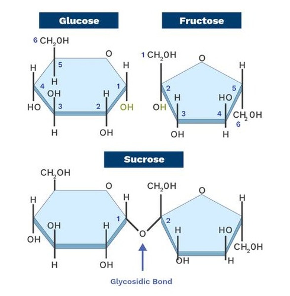<p>Maltose (2 glucose units), Lactose (1 glucose unit + 1 galactose unit), Sucrose (1 glucose unit + 1 fructose unit).</p>
