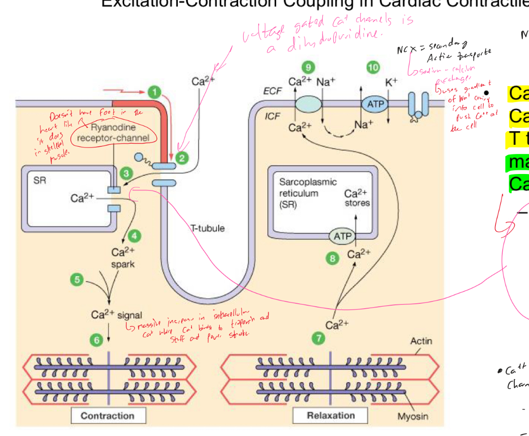 <ul><li><p>Ca++ entry through Ca++ channels in T tubules triggers massive release of Ca++ from SR</p><ul><li><p>Ca++ induced Ca++ release leads to cross bridge cycling and contraction</p></li></ul></li></ul><p></p>