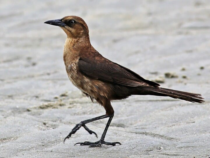 <p><em>Great-tailed </em>Grackle</p><p>(<span data-name="female" data-type="emoji">♀</span> pictured here)</p>