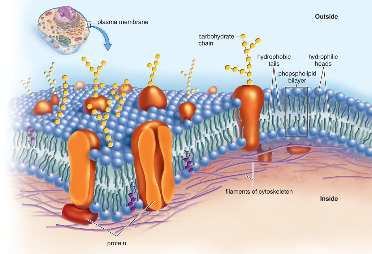 <p>What are the characteristic features of membranes, and what functions do they serve?</p>