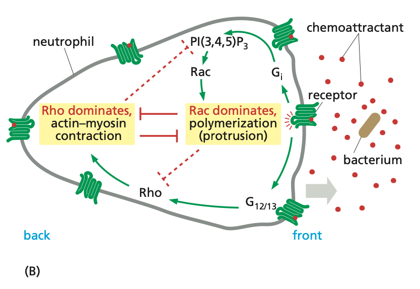 <p>steps to neutrophil polarization</p>