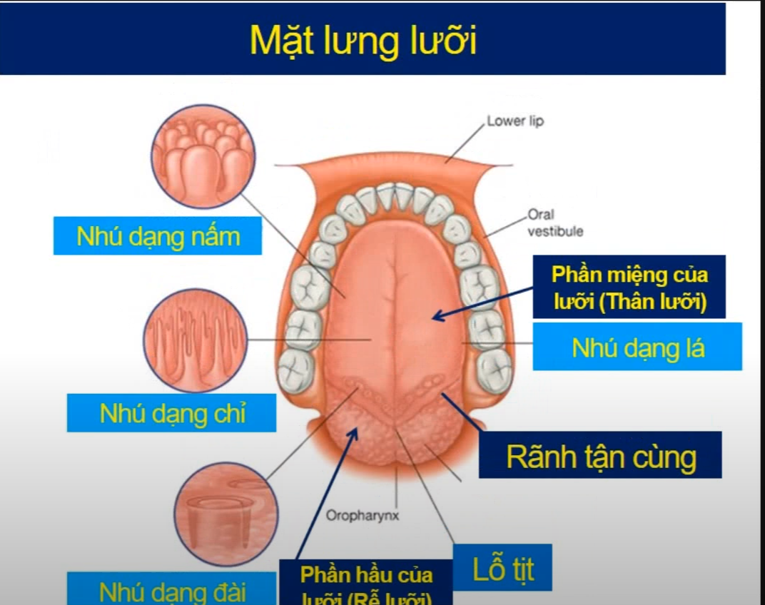 <p>Sau rãnh tận cùng, phần dưới lưỡi có nang bạch huyết nhô lên còn được gọi là gì ? </p><p>Rãnh tận cùng nằm ở vị trí nào ? </p>