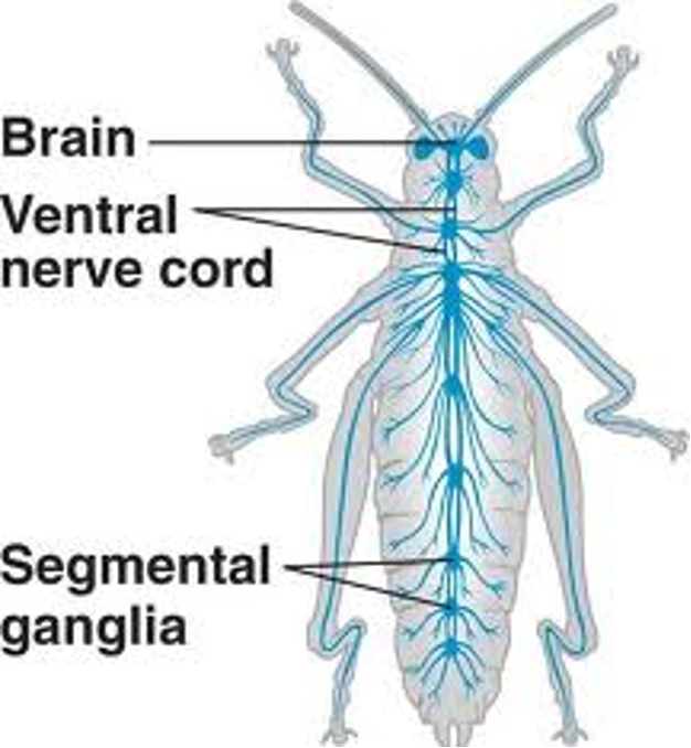 <p><span>Arthropods have connectives = ganglia joined by connecting nerves</span></p><p style="text-align: left"><span>Arthropods also have an autonomic nervous system (ANS) which innervates the viscera of the body.</span></p><p style="text-align: left"></p>